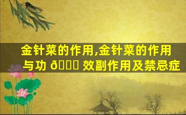 金针菜的作用,金针菜的作用与功 🐋 效副作用及禁忌症